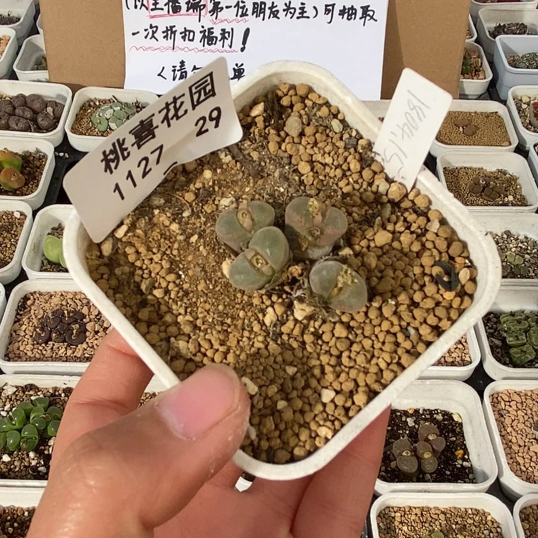 ๓**.27-29-屁桃。