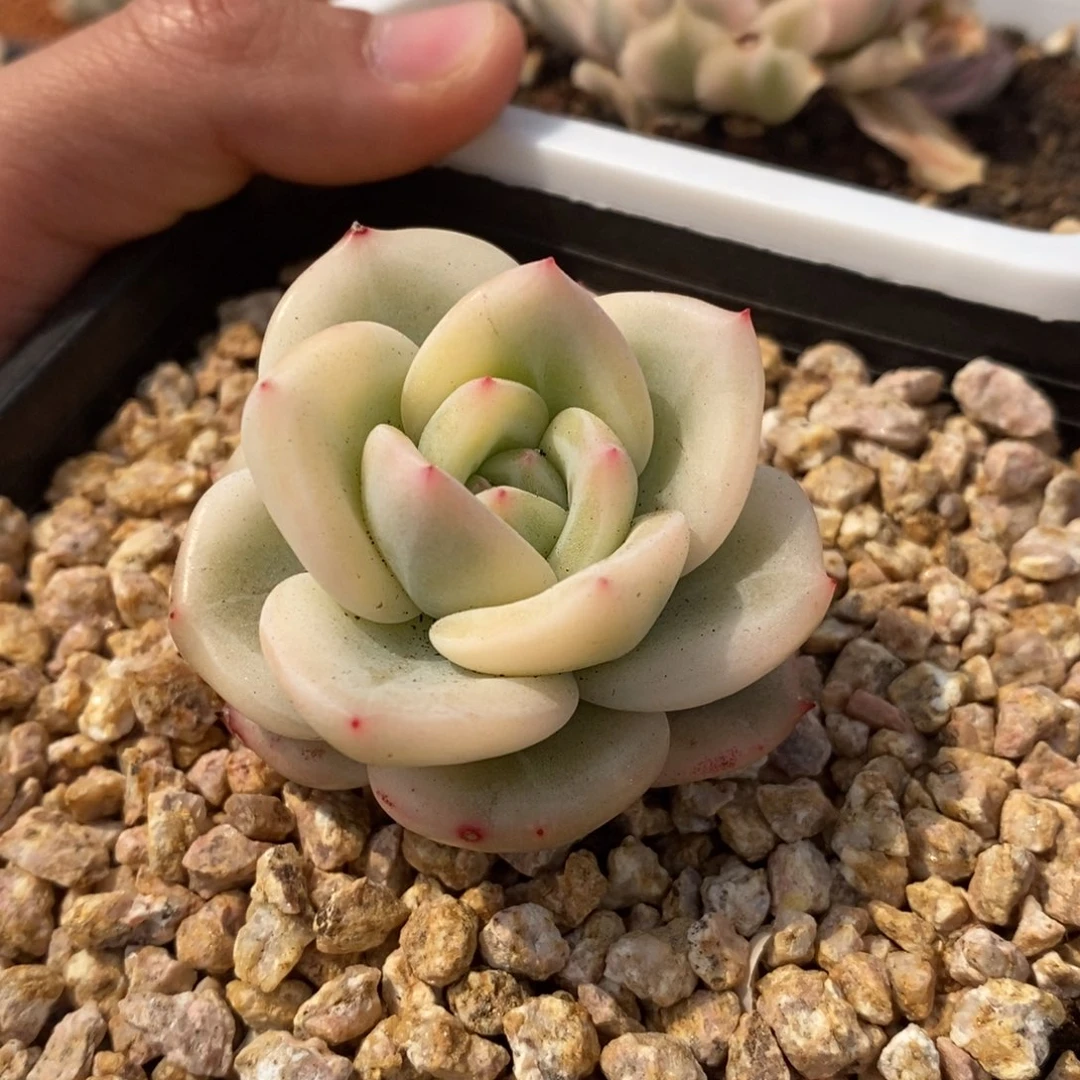 ?****?伊丽莎白锦多肉植物