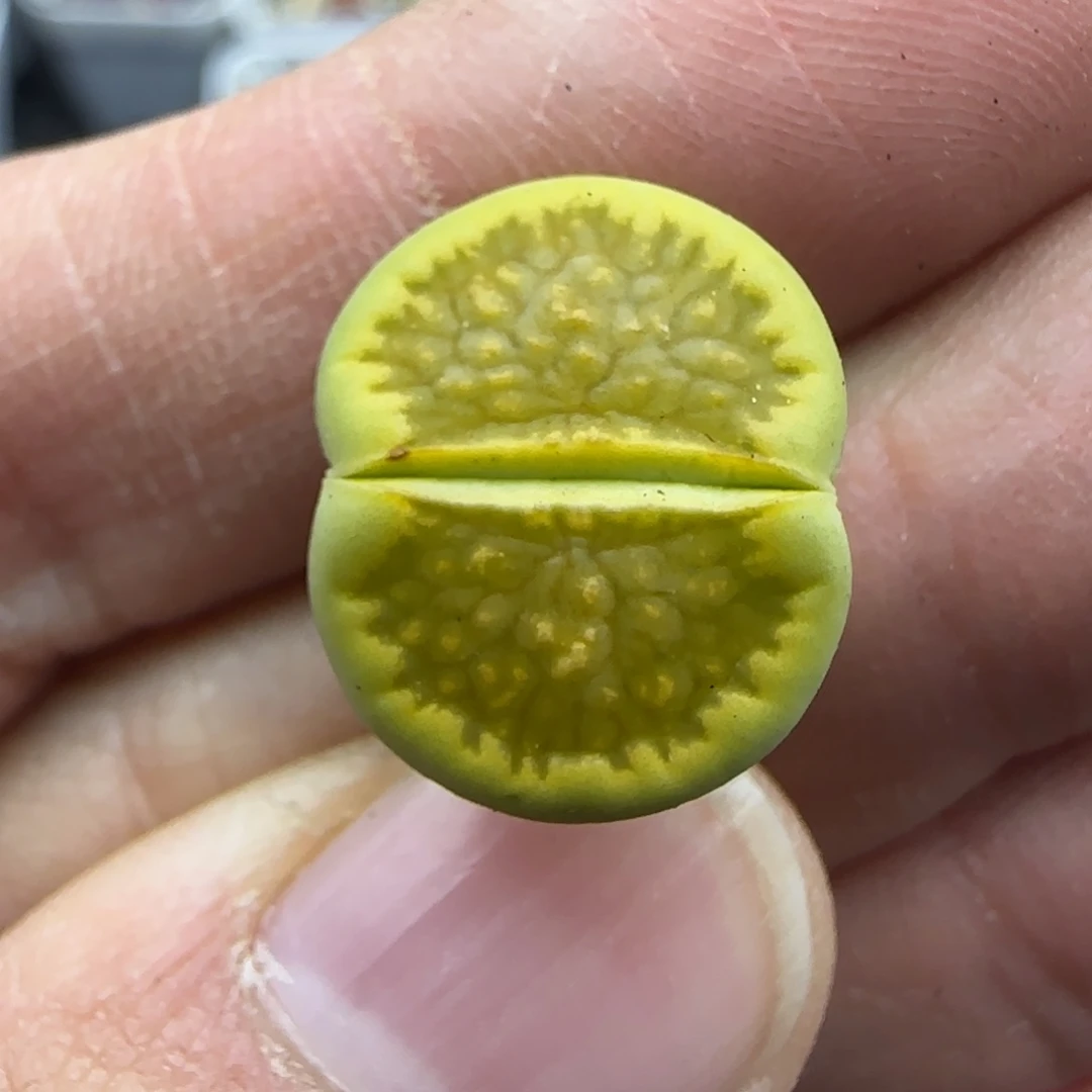 516 清框福利30包邮
