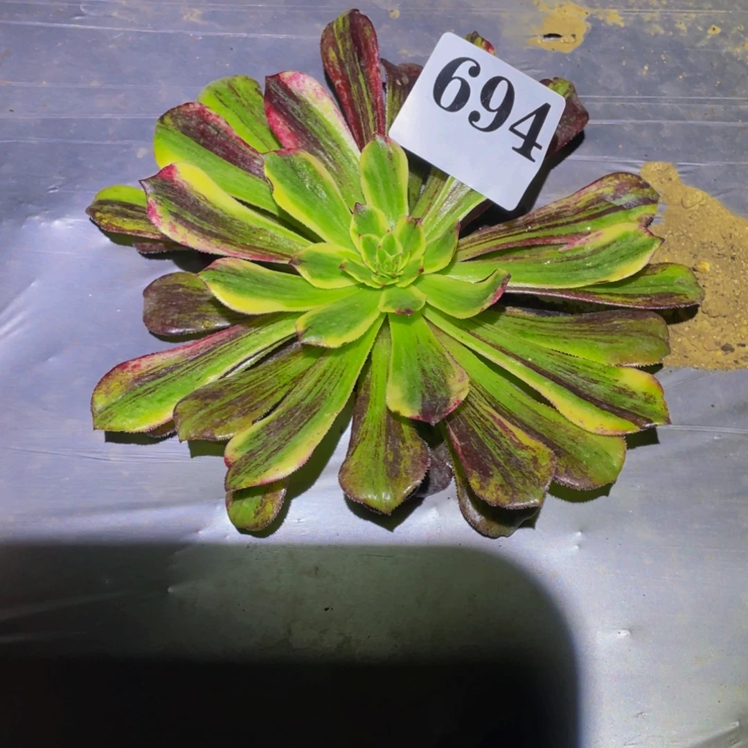 694舞天姬七彩多肉