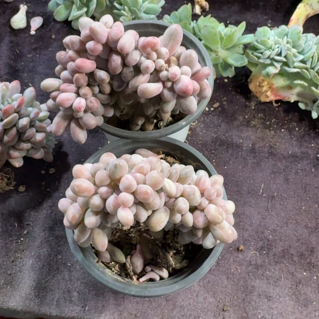 两颗汤圆缀化一物一拍