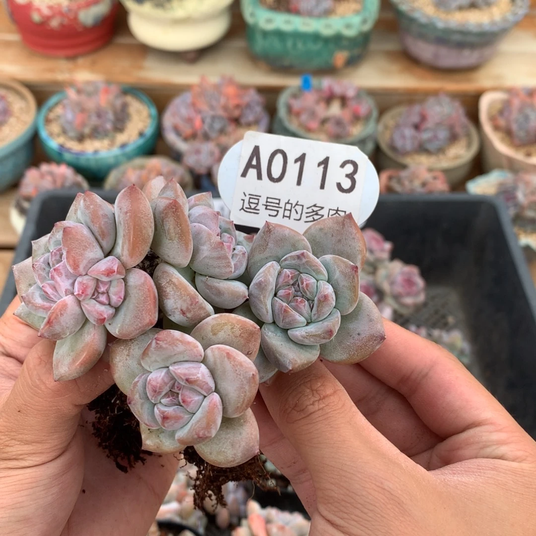 夏***夏A0113 特价突尼斯 有砍 8.5cm