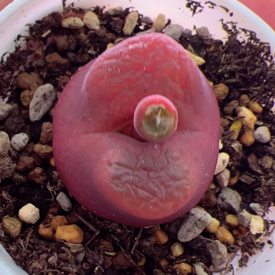 *****多肉植物肉锥毛汗尼