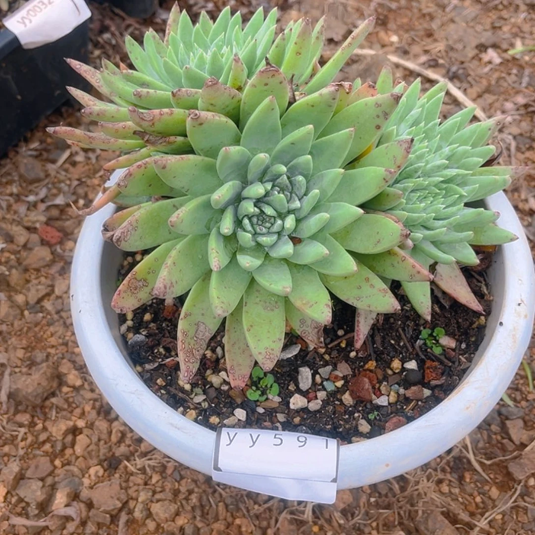 叶*老桩仙女杯yy591