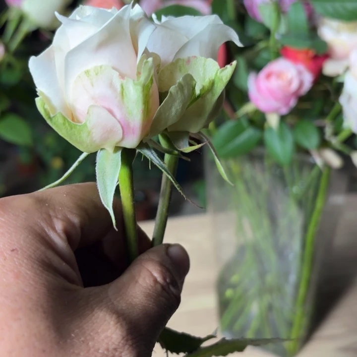 无花朵真的爱你扦插小苗