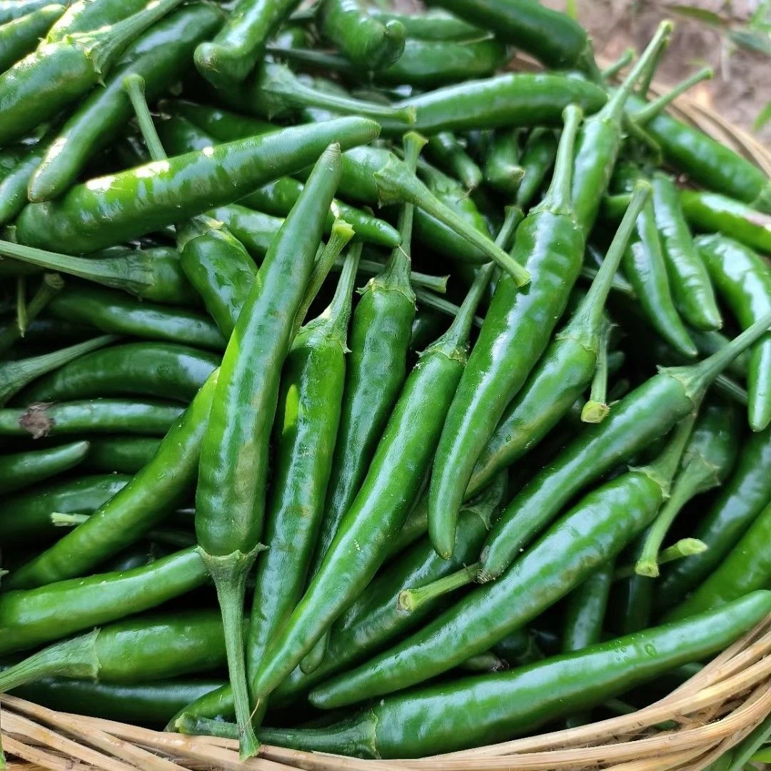 广西青小米椒特辣农家辣妹子朝天椒尖椒剁椒腌制泡椒超辣新鲜现摘