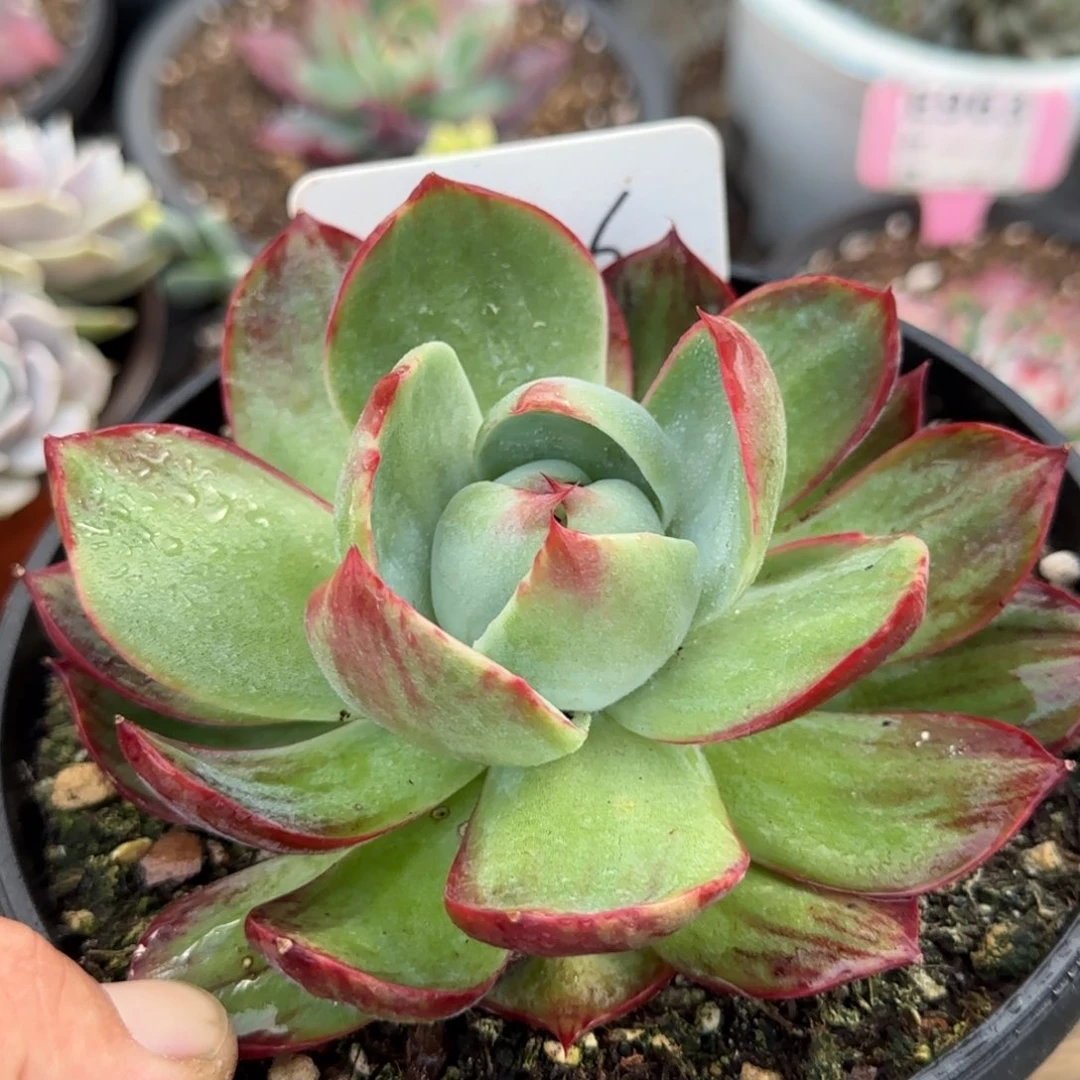 惊鸿一物一拍包装收缩花旱136