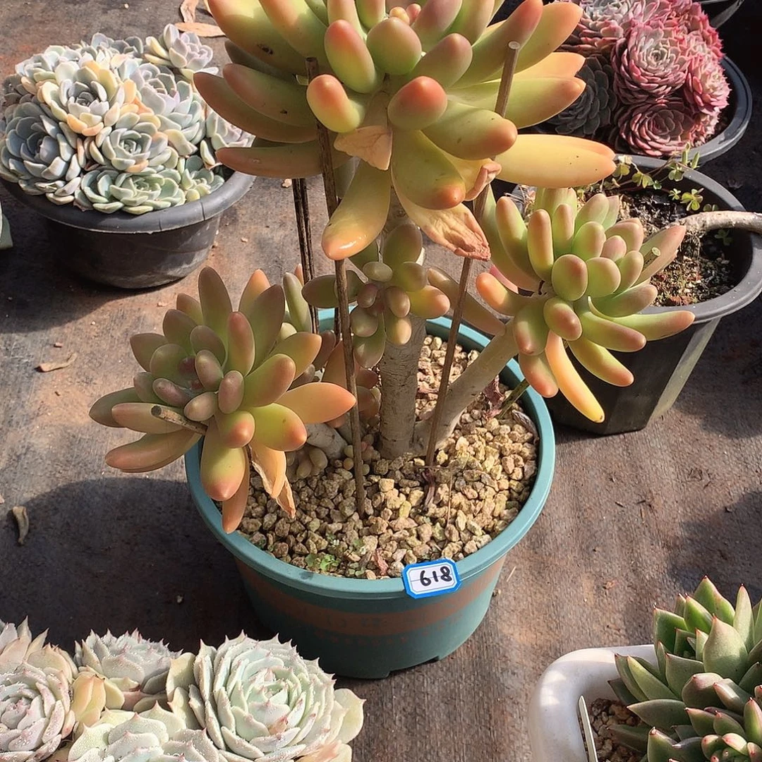 618金蟾 一物一拍多肉