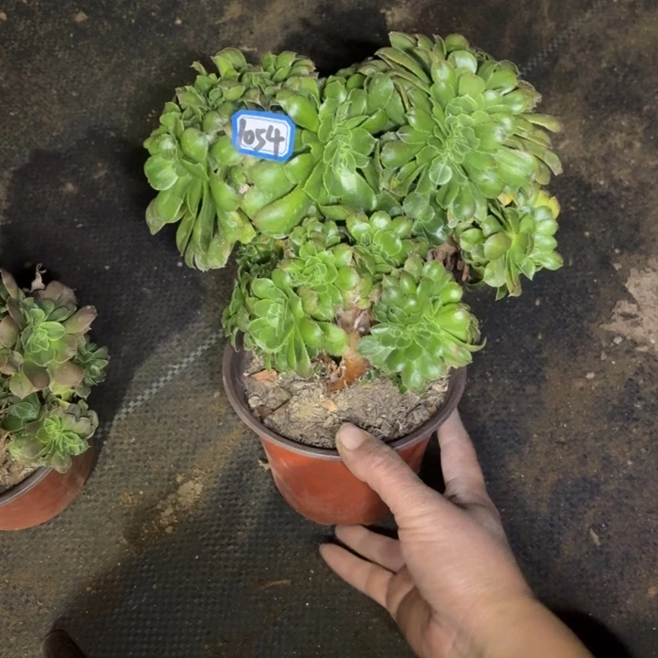 青龙缀1054法师多肉