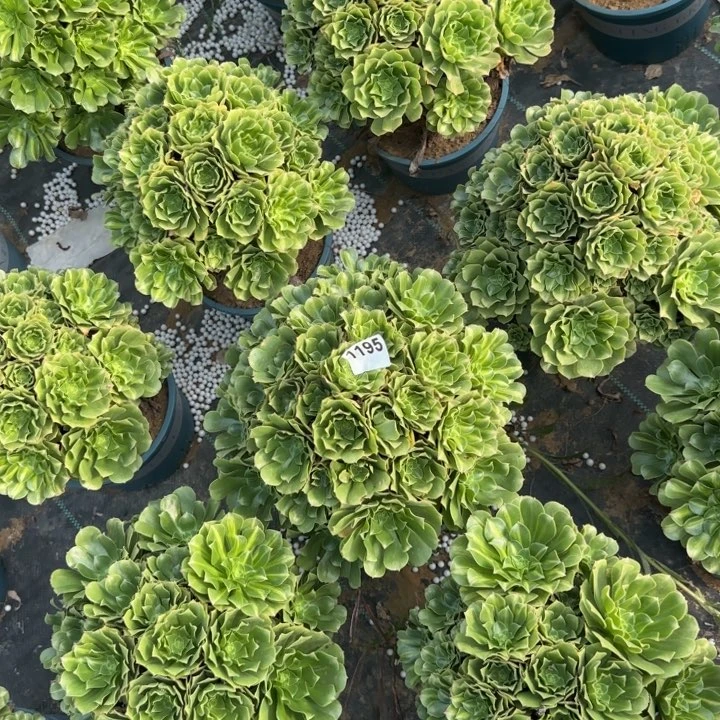 1195 清棚处理不包断枝