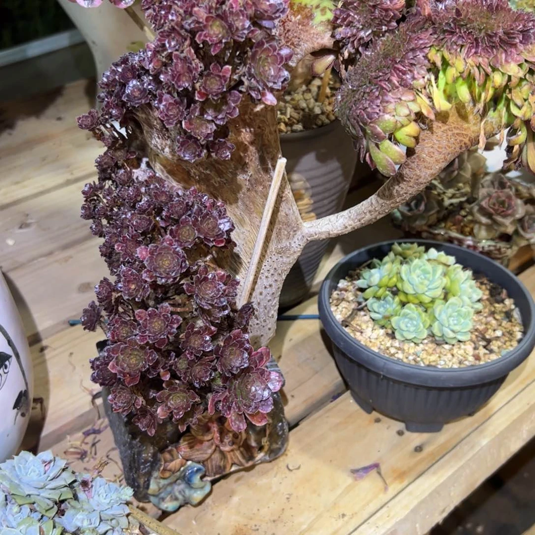 姜***华舞天姬缀化老桩厚板