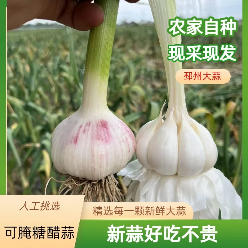 2025年新鲜现挖邳州紫皮多瓣大蒜可腌制糖醋蒜腊八蒜香味十足新鲜