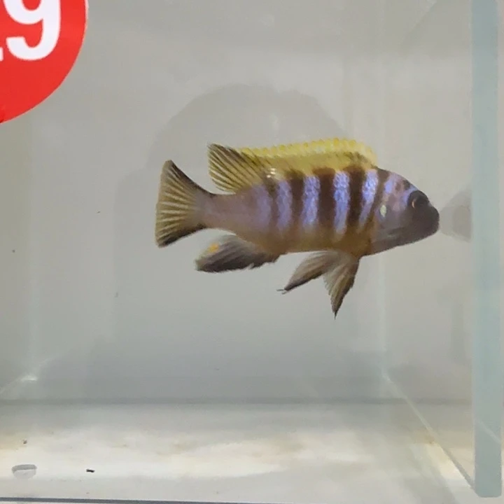 海水229号麒麟斑马