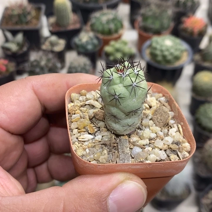 黑刺帝王丸特价福利