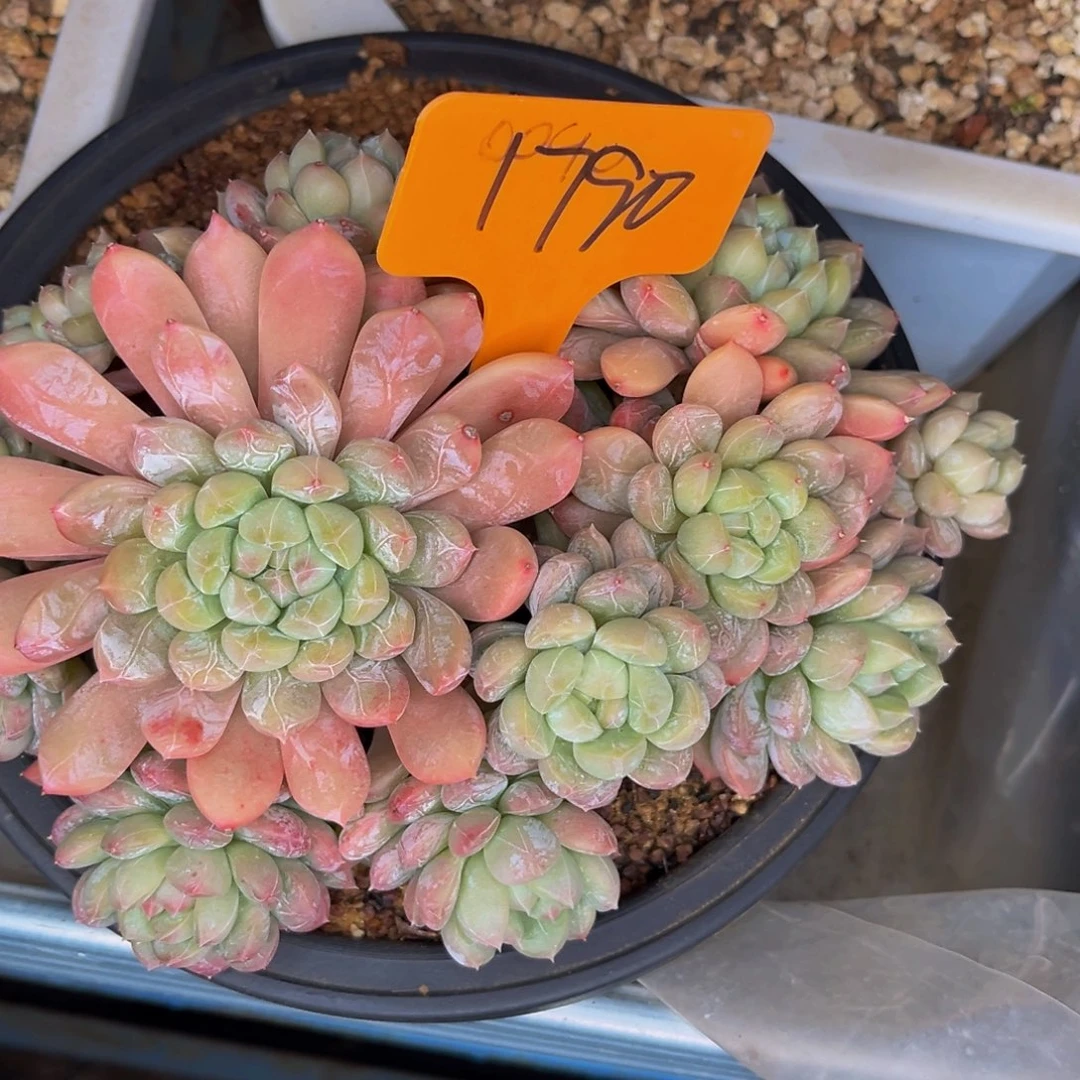 1790号晚上多肉植物群生多肉