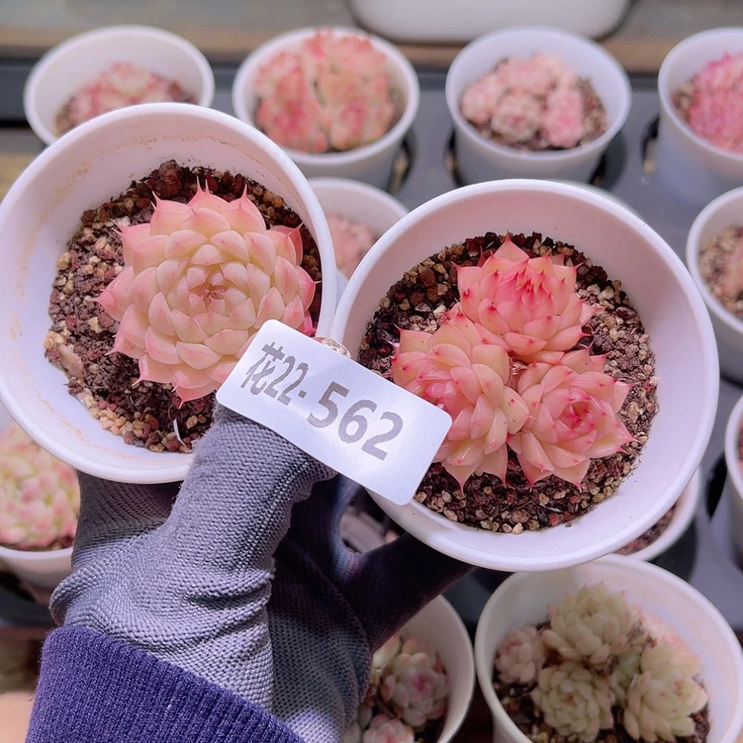 花22-562海王  2颗