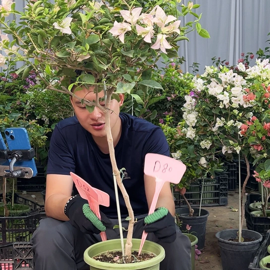 小***鹅大部分花苞少量开放D80婆罗洲樱花