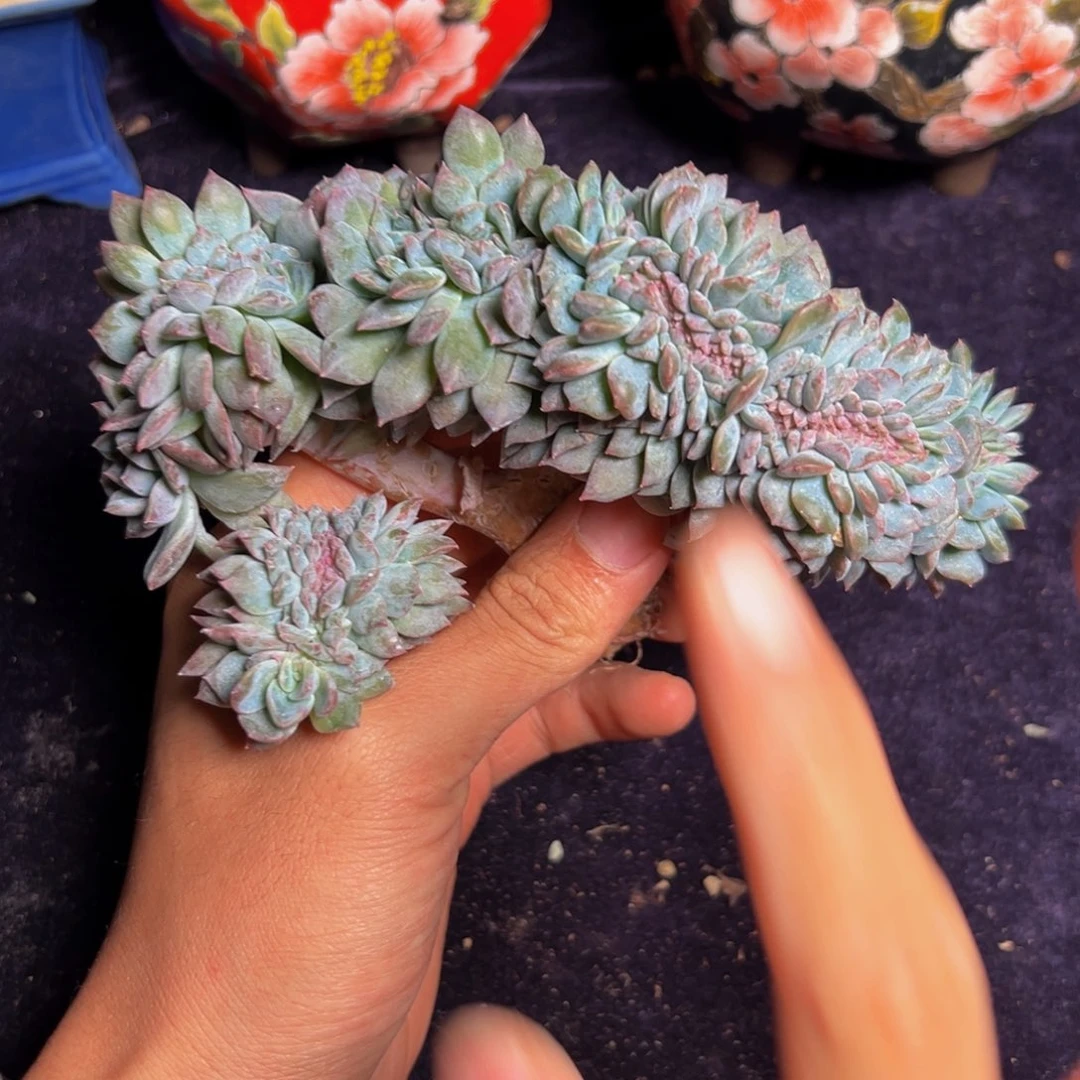 新年快乐 新年快乐