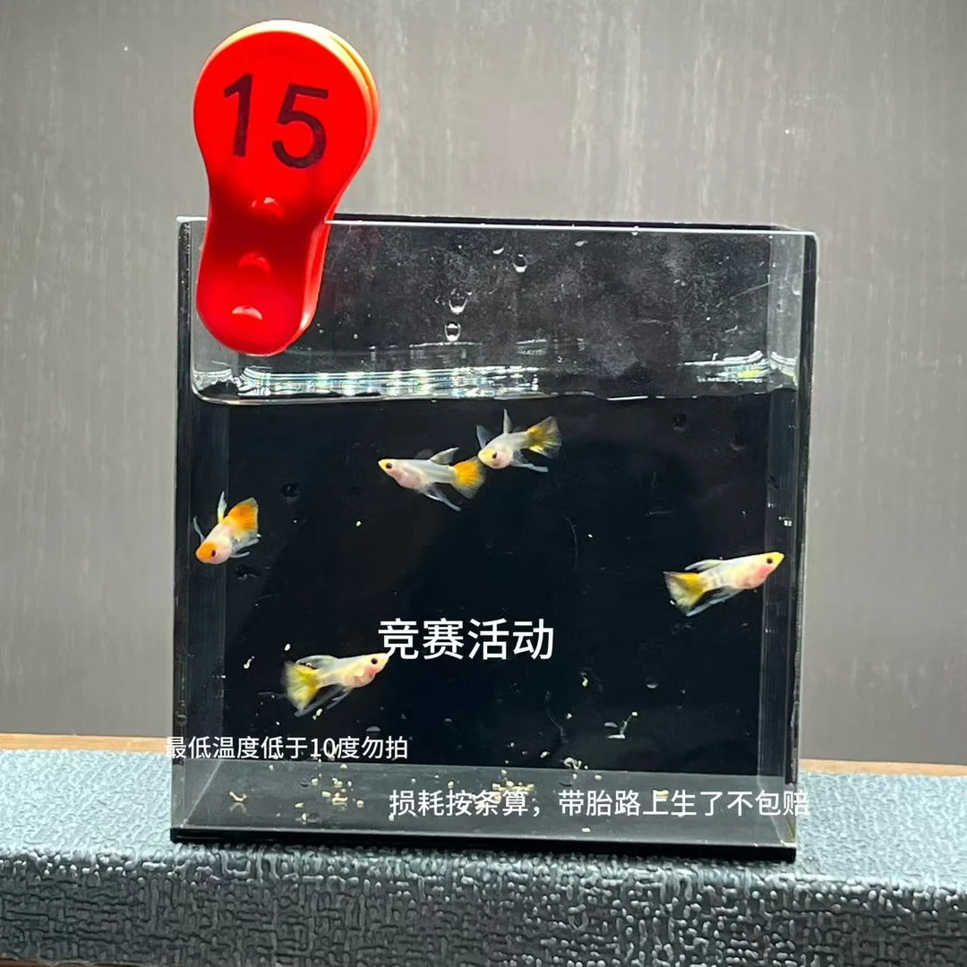 红头虎斑长公5条编号 15