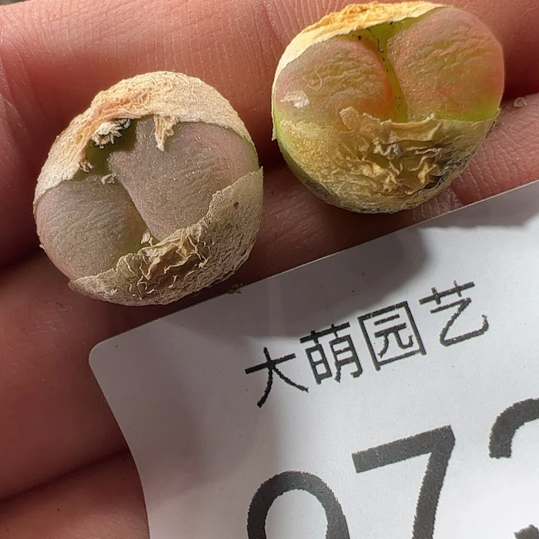 0000973 一物一拍……