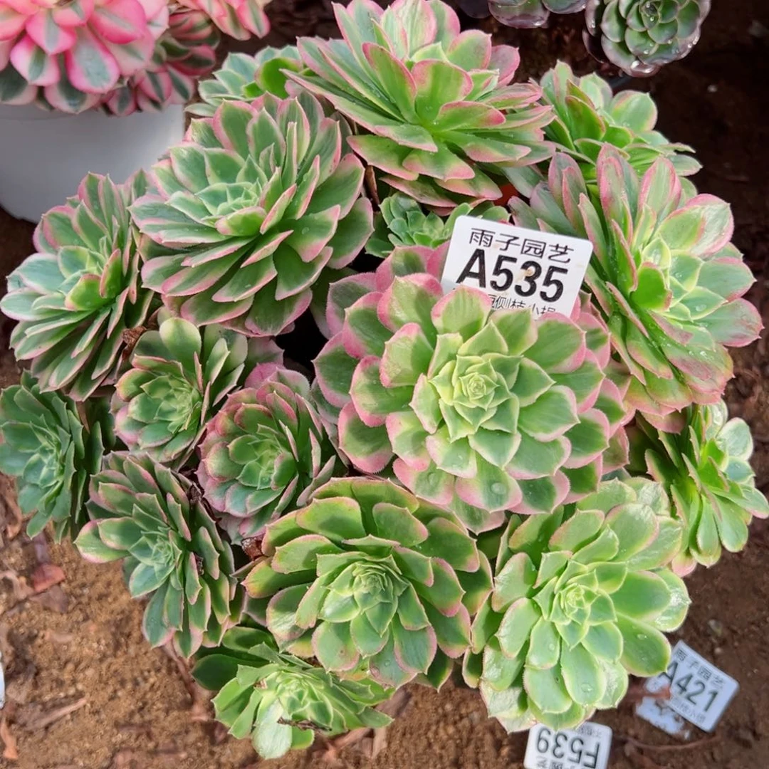 535海王尺寸25左右