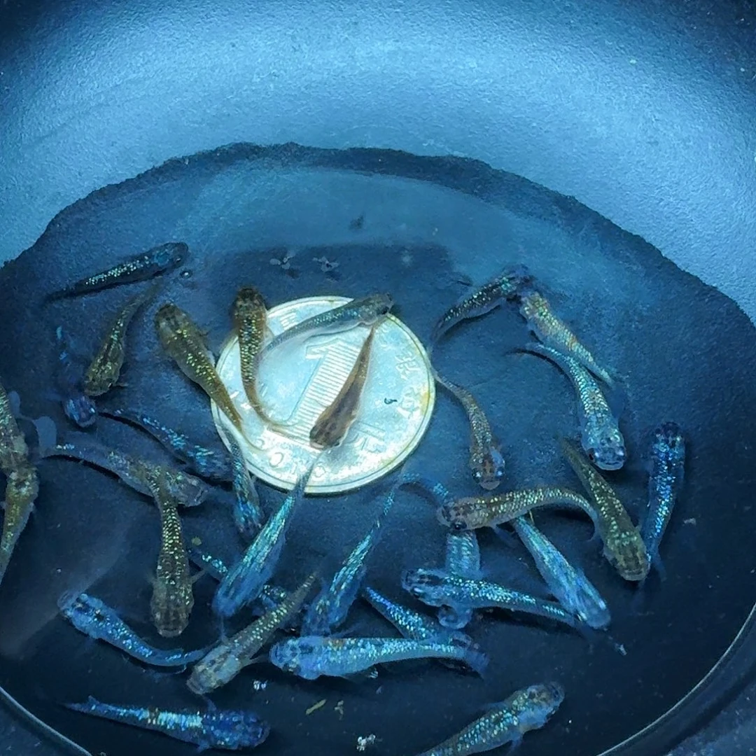 斑马鱼2组包邮1.5-2cm青鳉星光随机10条