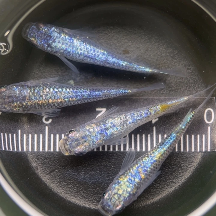 海水鱼海王星45号