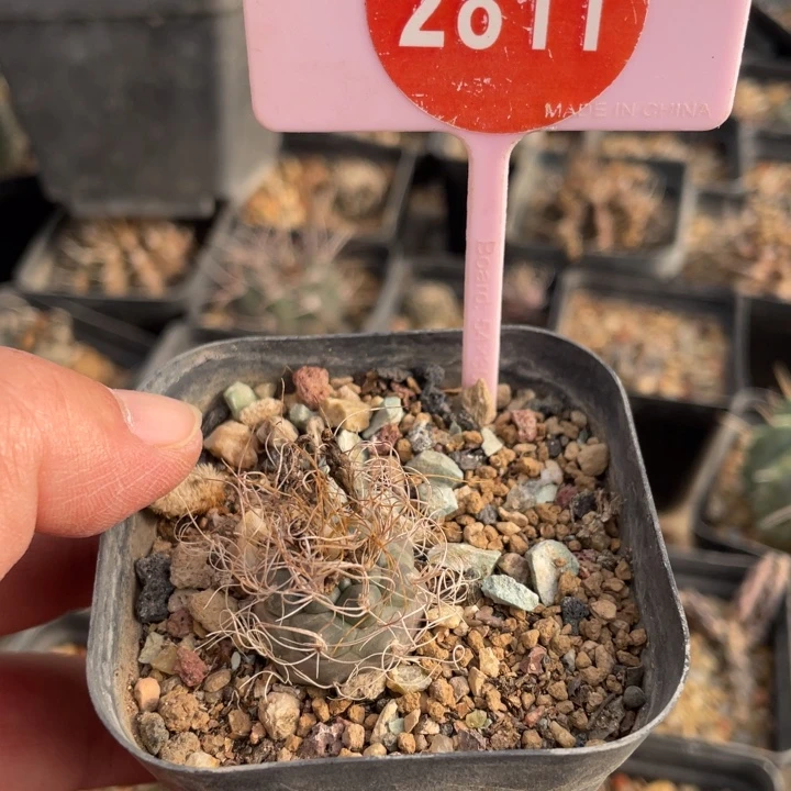 祖****实生长城丸281100000