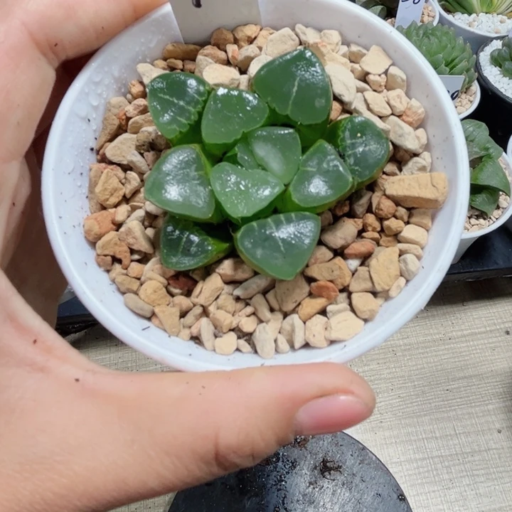 姬翠寿多肉植物6666