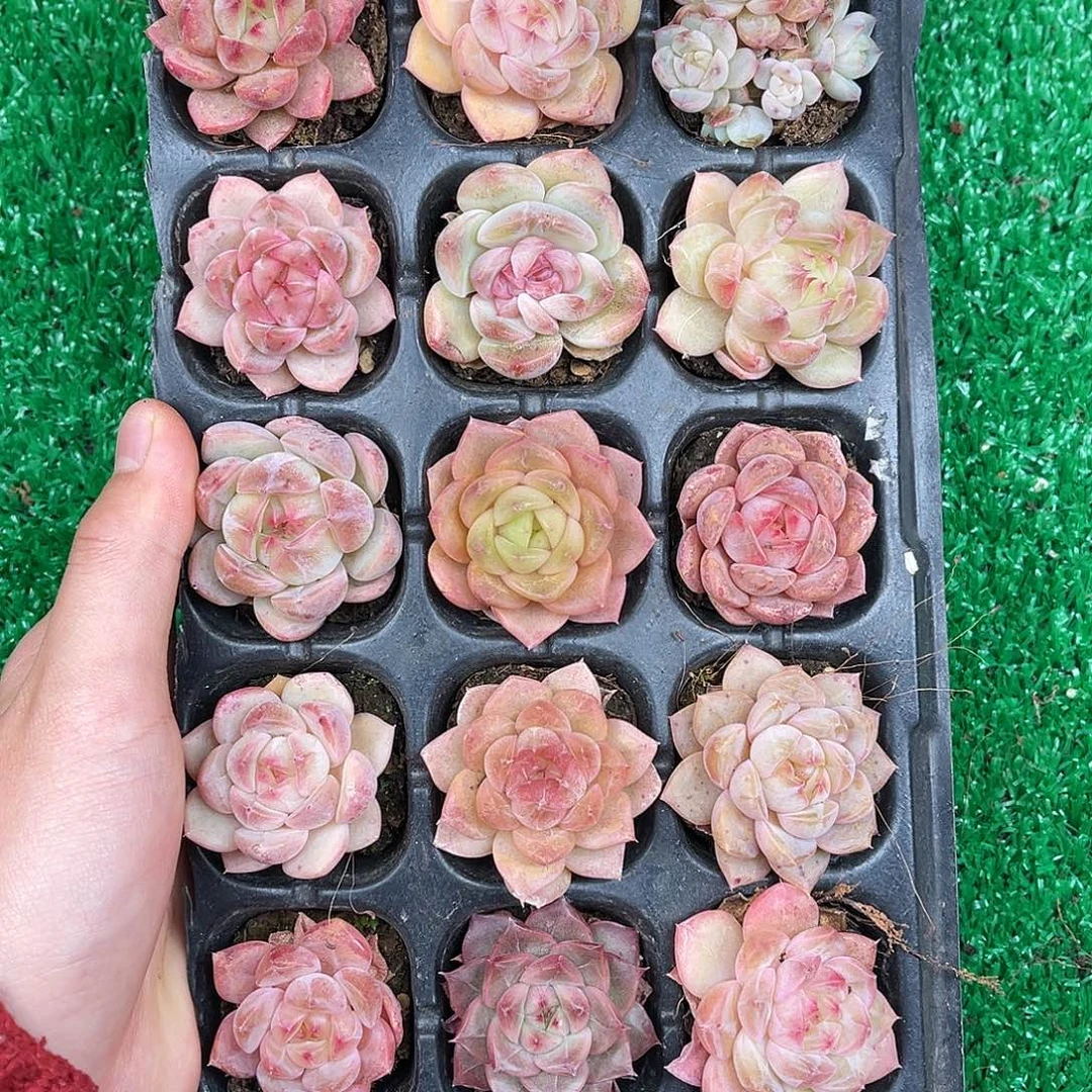 多肉一物一拍10-3