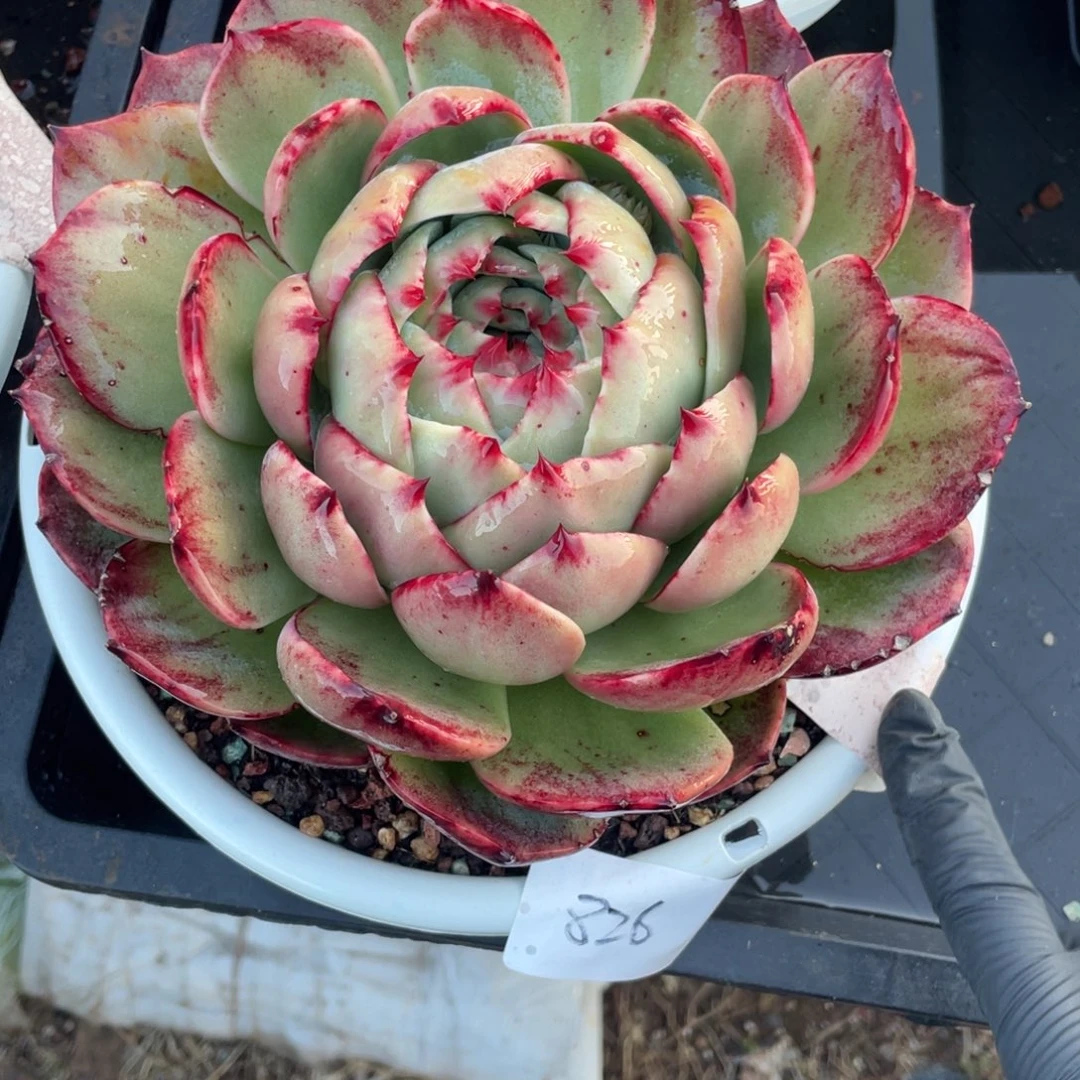 惊鸿仙子冠服20左右