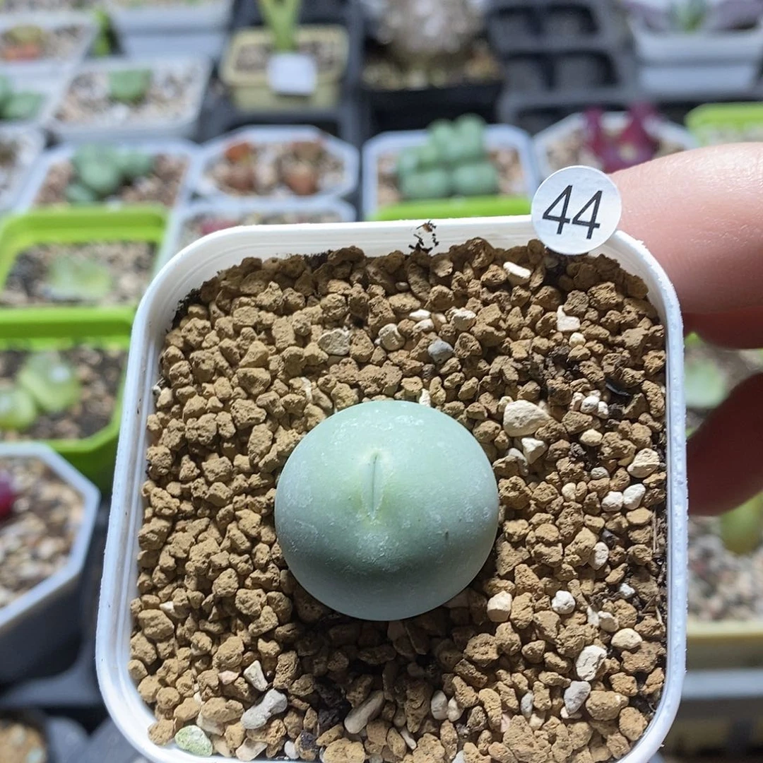 2.5厘米鸽子蛋44号