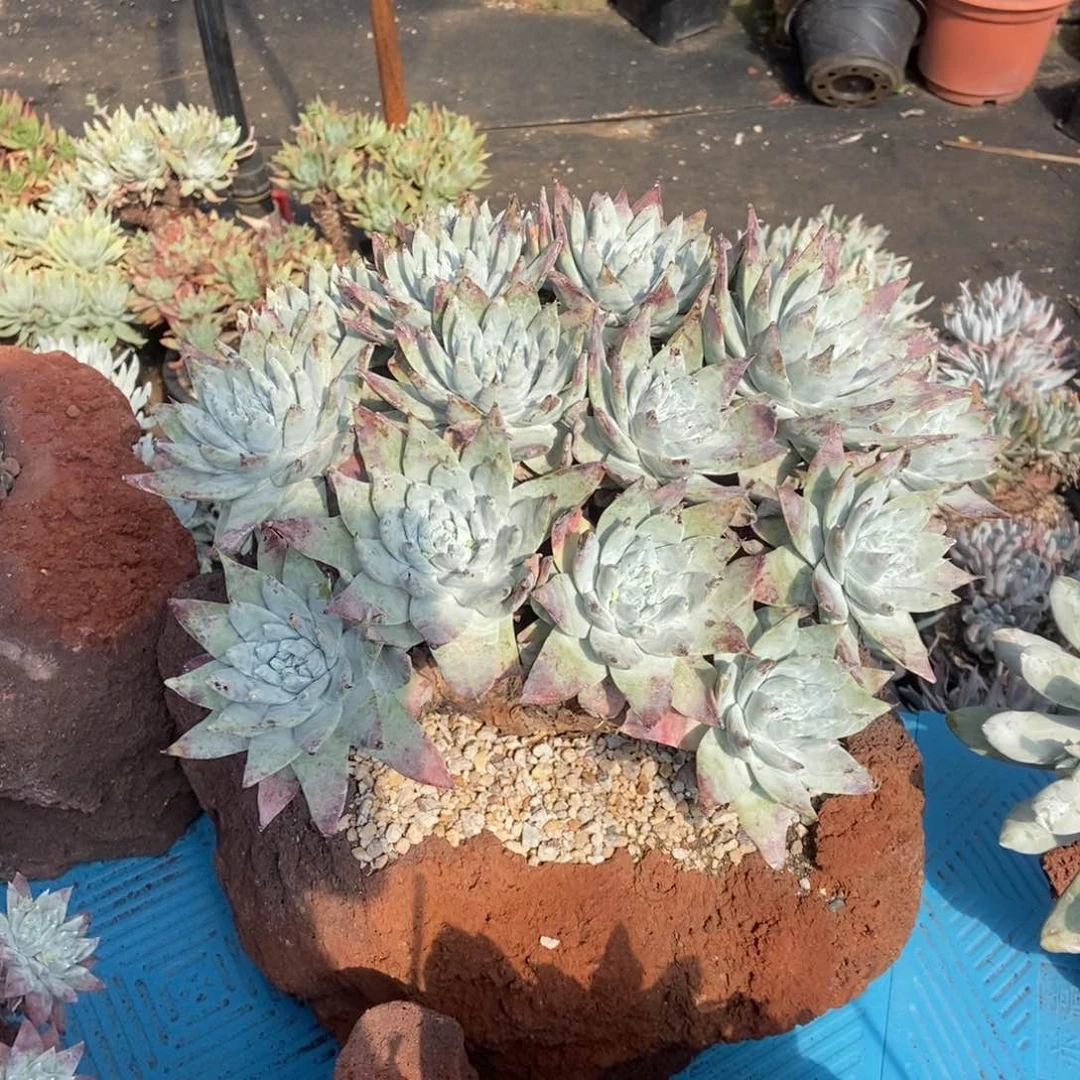 苹果叶雪山二代多肉