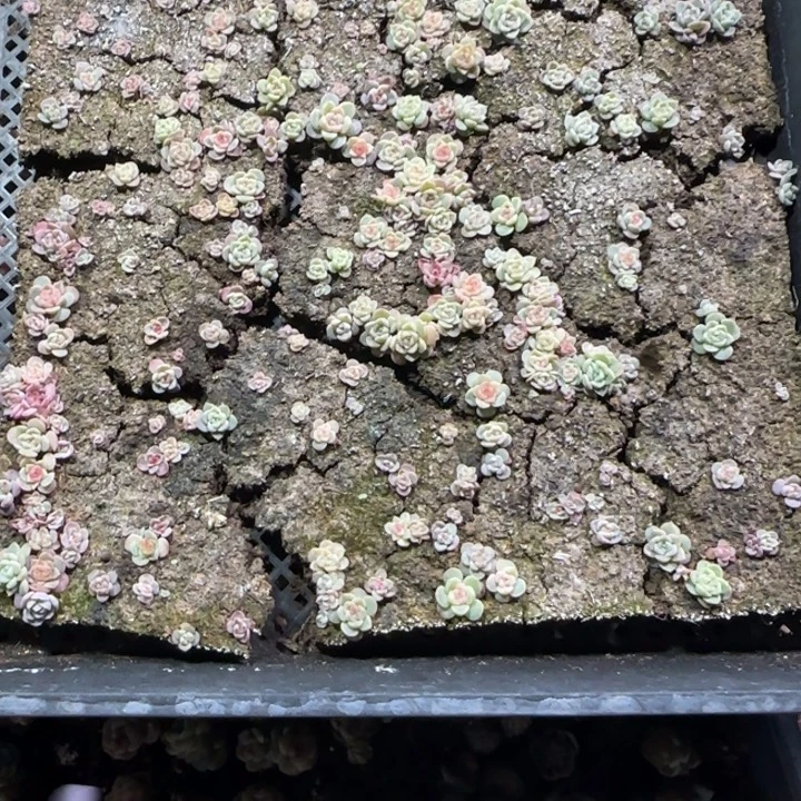 @****133 号王者系列种播苗一框