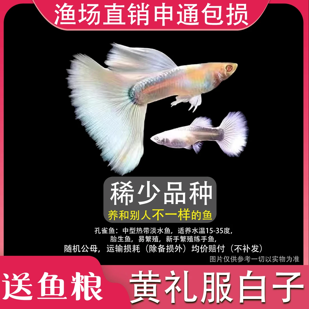 黄礼服白子孔雀鱼白金礼服黄凤尾鱼特大孕母临产胎生鱼好养耐活