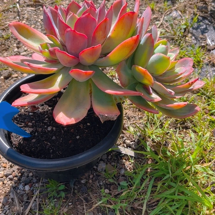 玛***卡绮罗多肉植物1000