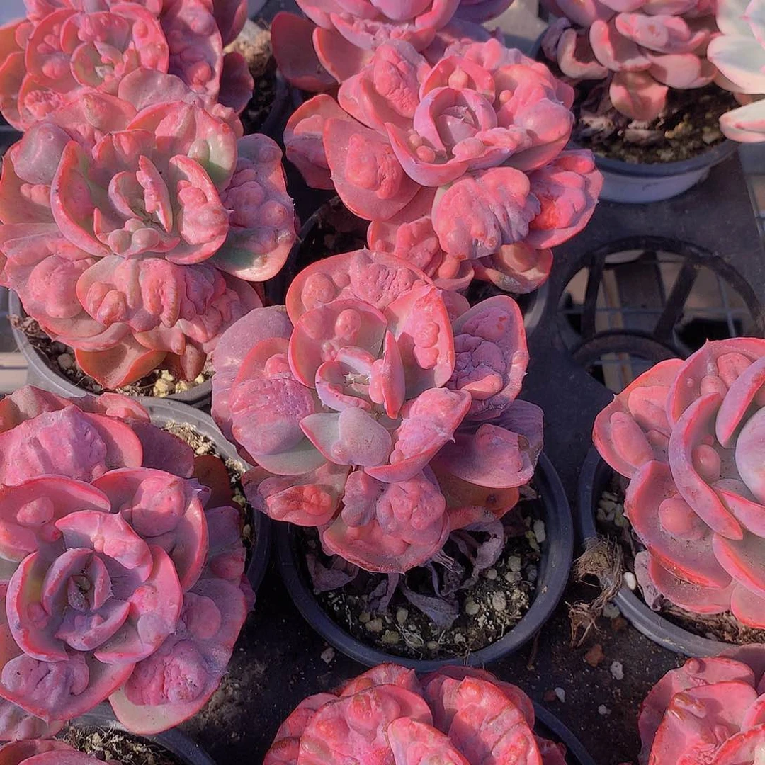 新之月锦2456778899000