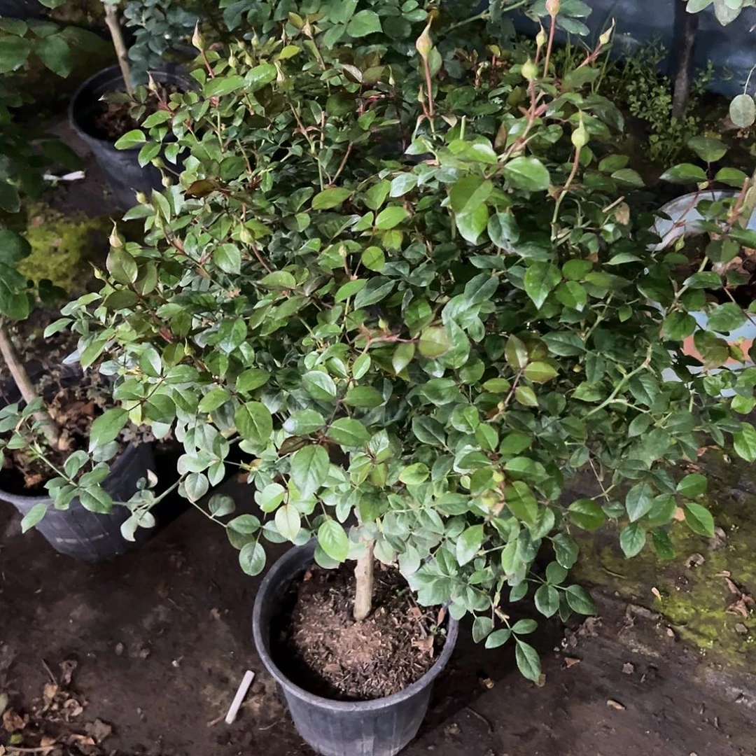 无花朵一物一拍47号