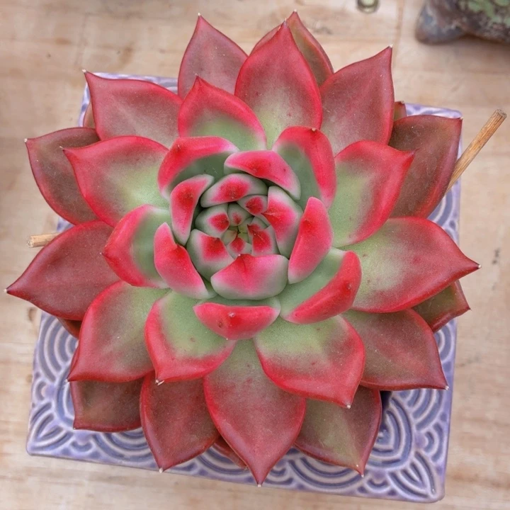 多肉阿姆斯壮一物一拍