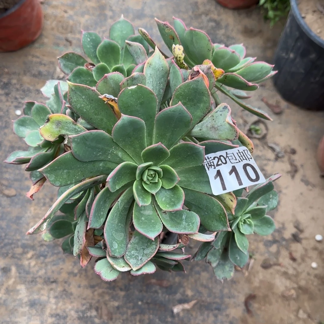 粉仙桃110满20包邮断枝不包会氧化黑斑