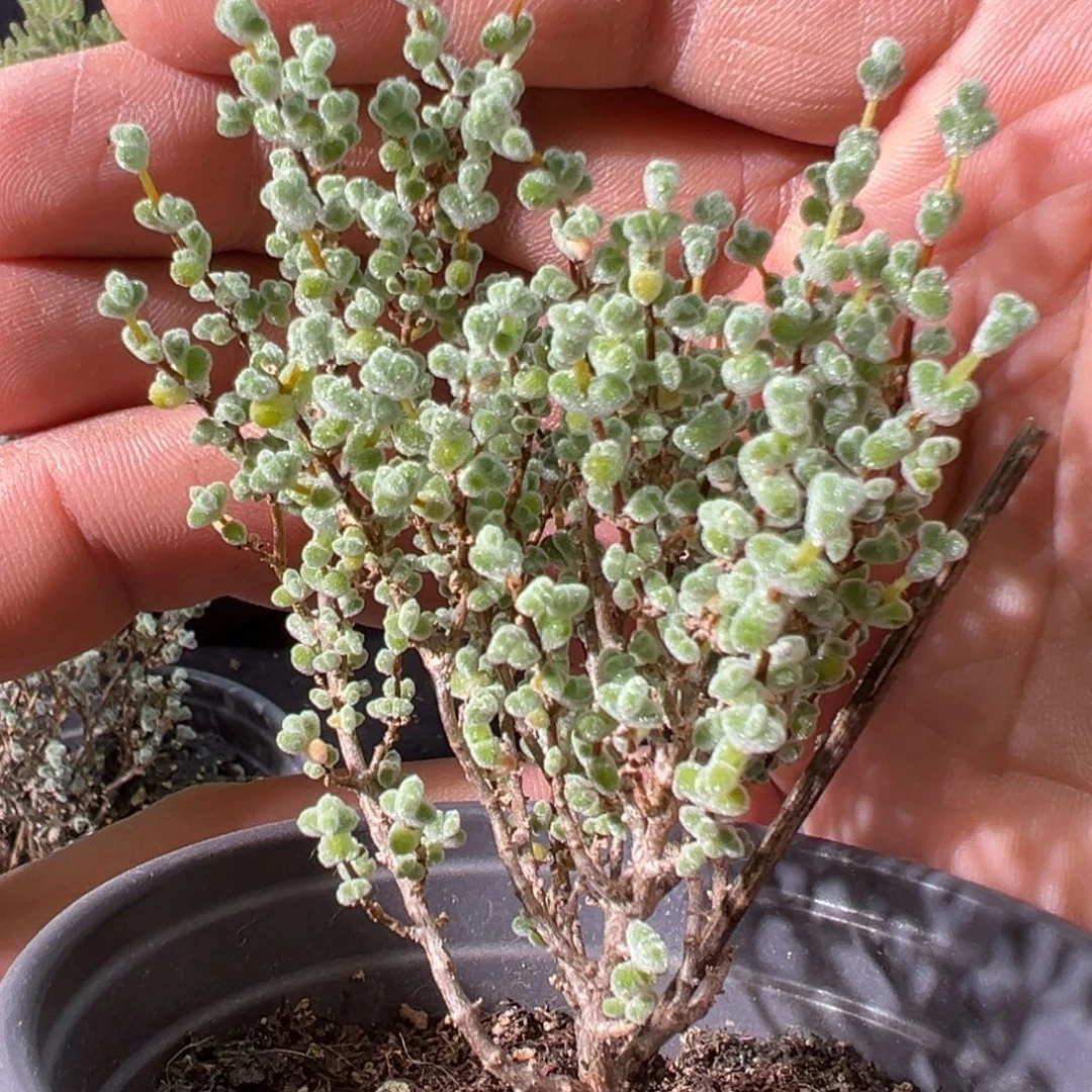 超级莱斯90杯老桩福利