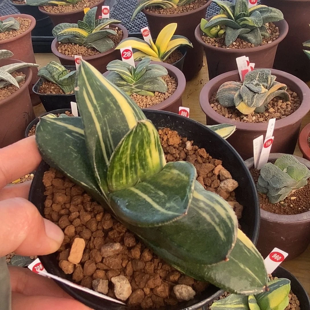 35卧牛实生转锦带盆发货