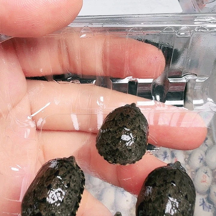 不分公母蛋龟全品头盔苗子福利208