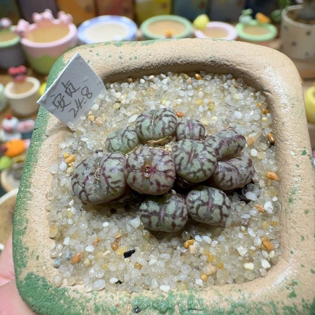 蘑菇1208安贞多肉植物