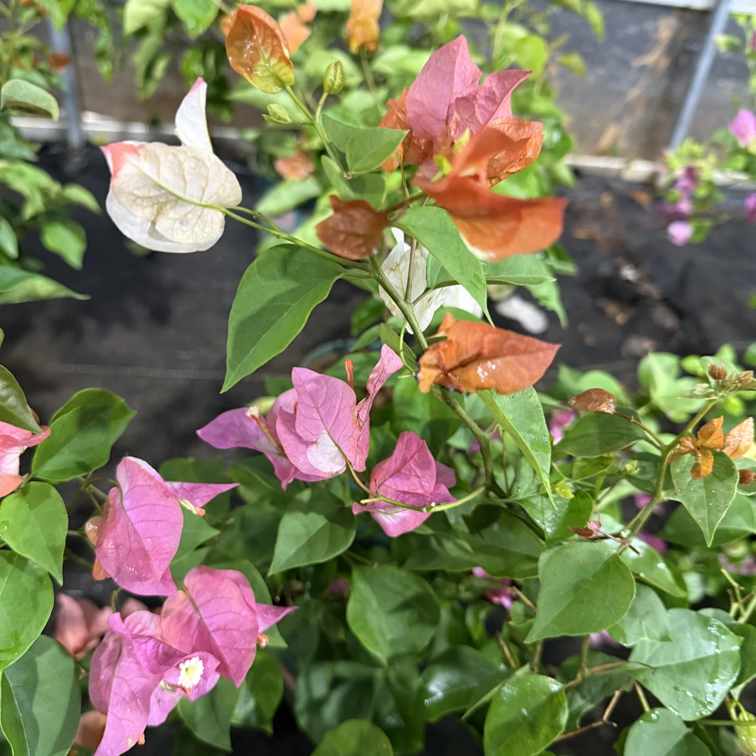 橙口红三角梅（运输途中会落花落叶甚至光杆介意勿拍）