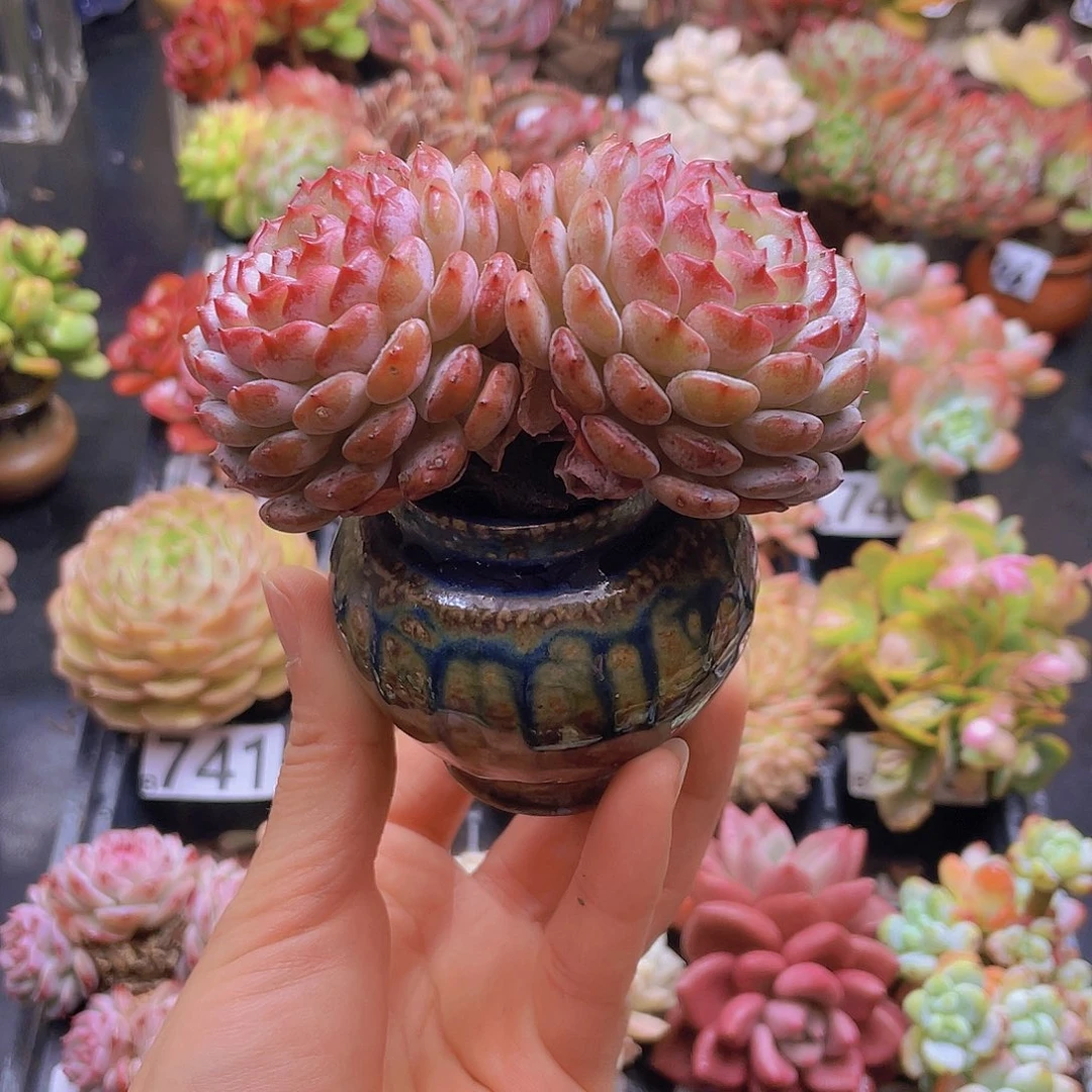 葡***诚花钱花钱花钱花钱花钱花钱