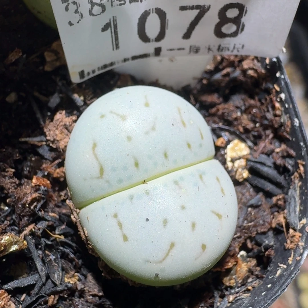 zzz好可爱的生石花1078