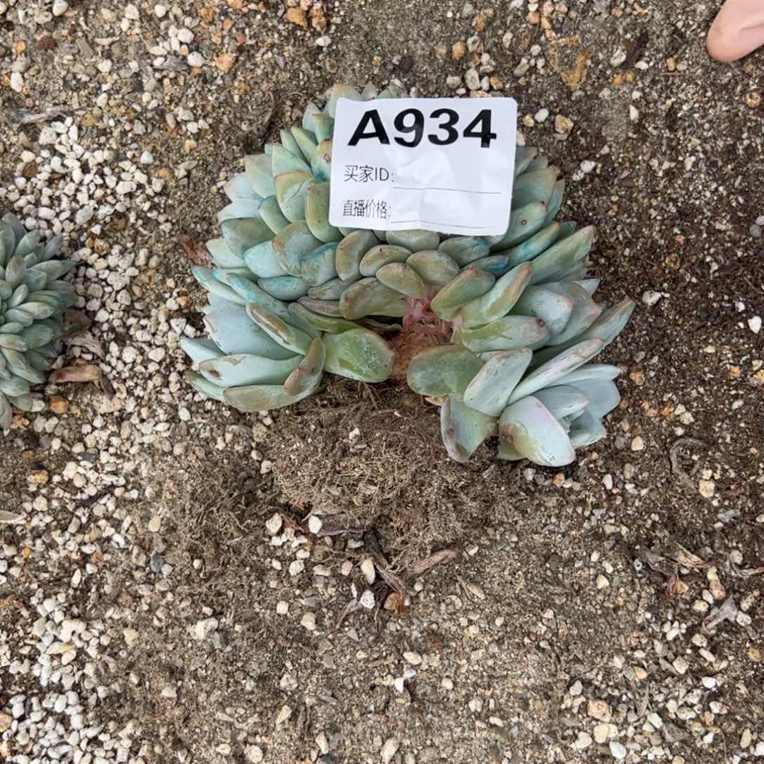 南**x934多肉多肉多肉多肉多肉多