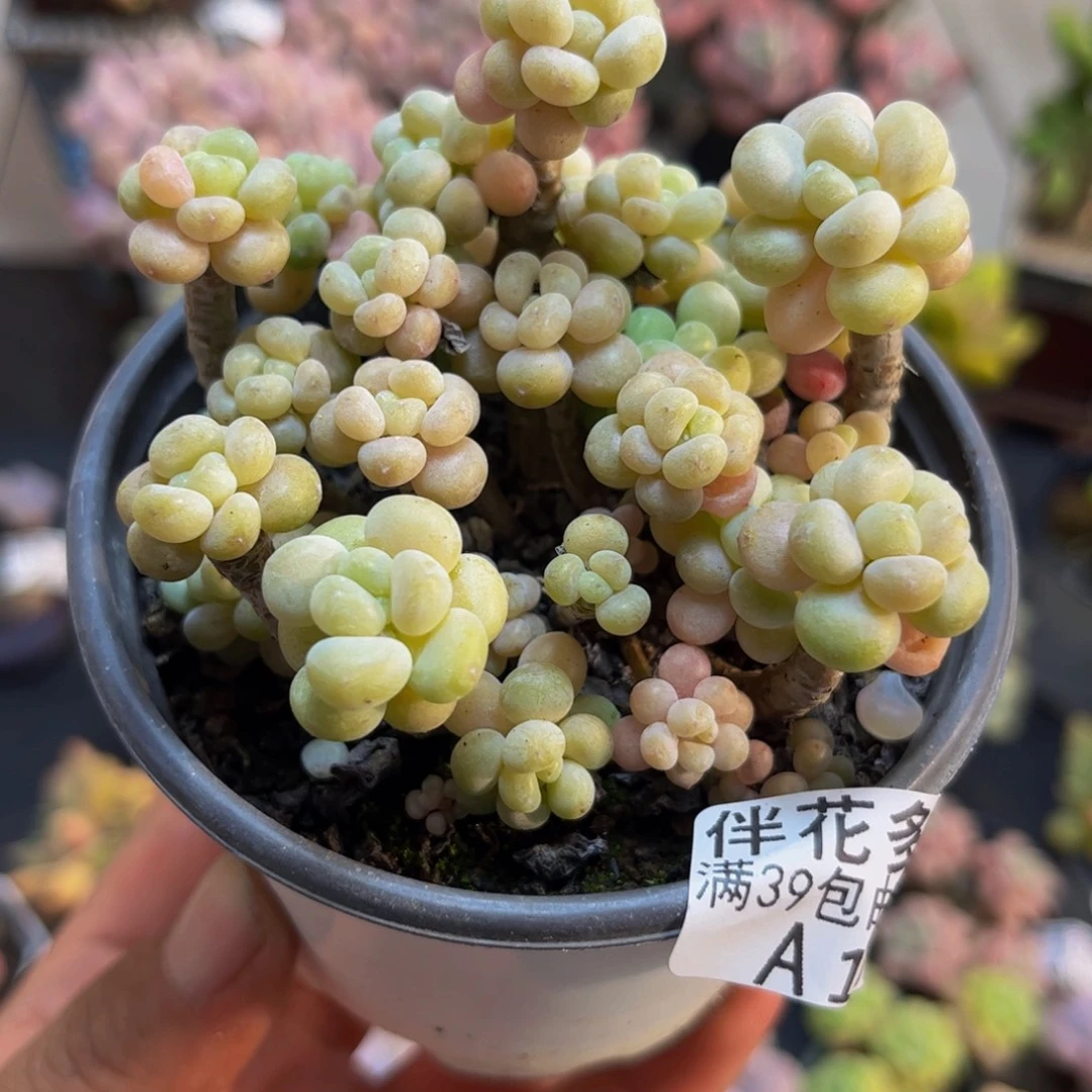 131鱼子酱8cm多肉