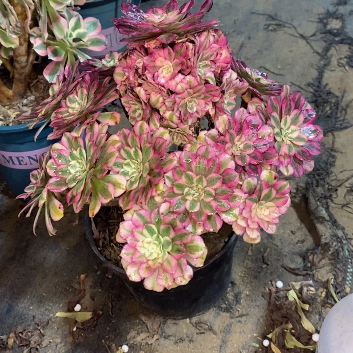 红桐超白73多肉植物法师法师